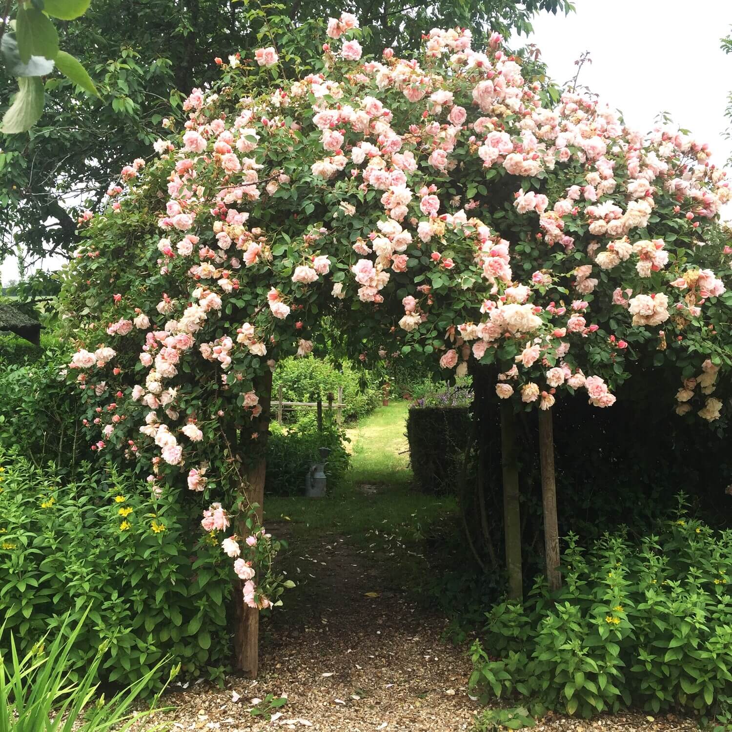 roseraie-le-jardin-de-marie-floraison
