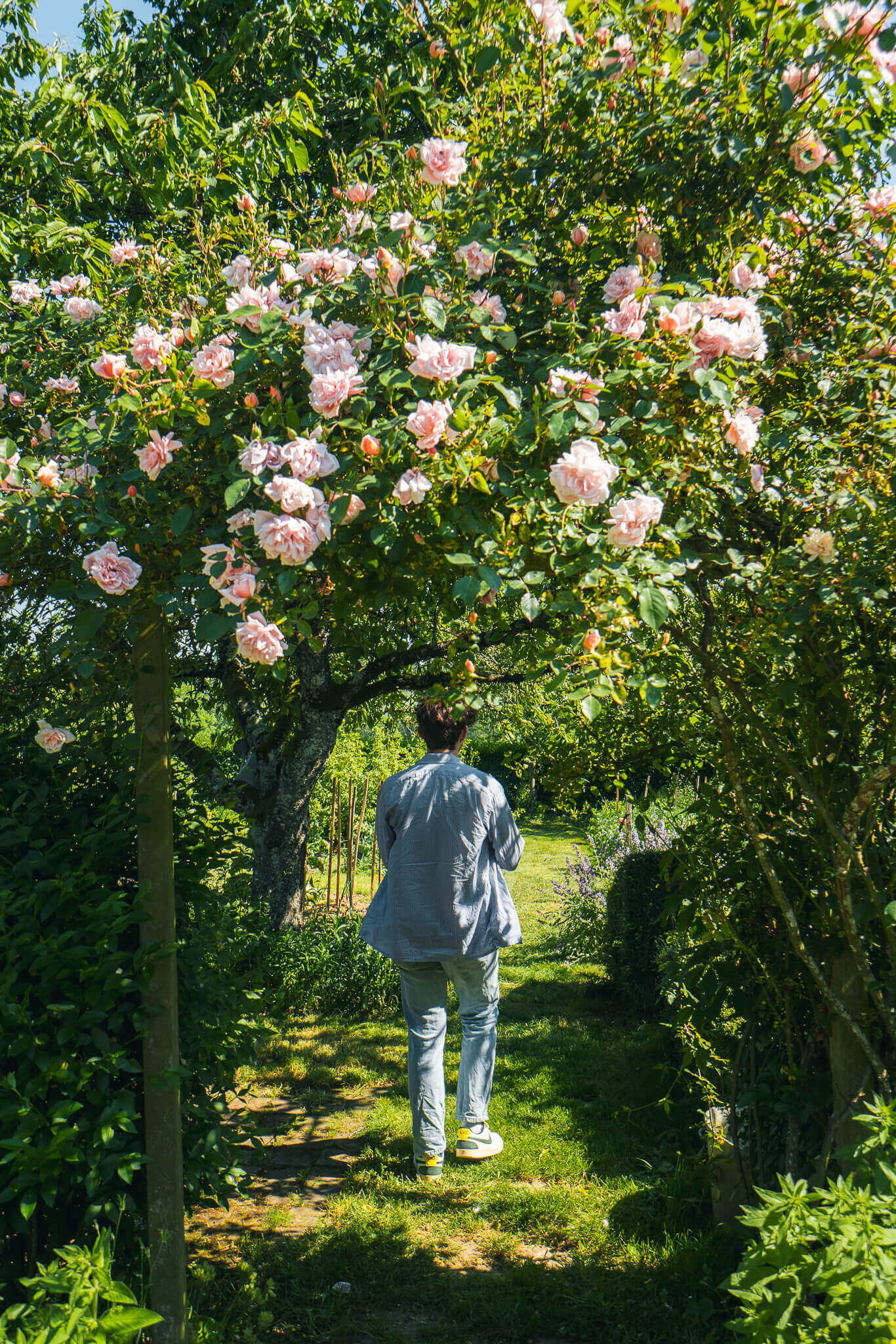 jardin-de-marie-allee-de-rosiers-arche
