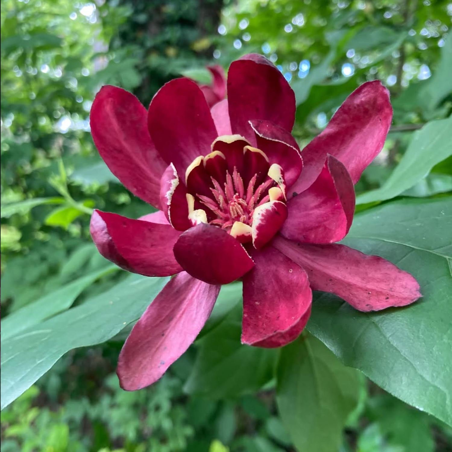 Calycanthus, arbre aux anémones ou arbre Pompadour.